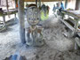 Papua Neuguinea. Provinz East Sepik. Dorfbesuch am Sepik-Fluss. Die Langhäuser sind die Geisterhäuser am Sepik. Im Inneren verbergen sich mystische Schnitzereien und heilige Gegenstände. Hier nehmen die Männer des Clans Kontakt mit ihren Vorfahren auf.