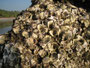 Myanmar. Ngapali Beach liegt fast unberührt an der Westküste von Myanmar direkt am Golf von Bengalen. Die kleinen Schnecken in den Muschelgehäusen sind für die Einheimischen eine Delikatesse.