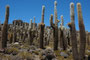 Bolivien. Im Südwesten Boliviens, auf mehr als 3600 Metern Höhe, liegt der Salar de Uyuni, der größte Salzsee unserer Erde. Inmitten dieses weißen Meeres erhebt sich wie eine Fata Morgana die Insel Incahuasi mit ihren riesigen Kakteen.