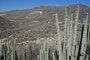 Mexico. In der Umgebung von Zapotitlán Salinas findet man diese phantastische Landschaft mit meterhohen Säulenkakteen.
