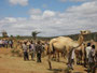 Äthiopien. Der Süden. Im Gebiet des Borena-Stammes. Kamelmarkt. 