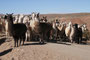 Bolivien. Lamas sind in den unzugänglichen Regionen der Anden auch heute noch die meistverbreiteten Nutztiere. Die wärmende Wolle und das Fleisch sichern das Überleben der Menschen in diesen weit abgelegenen Gebieten.