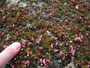 Grönland. Arktische Flora.