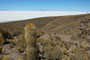 Bolivien. Im Südwesten Boliviens, auf mehr als 3600 Metern Höhe, liegt der Salar de Uyuni, der größte Salzsee unserer Erde. Über 140 km lang und 110 km breit erstreckt sich dieses weiße Wunder der Natur mit seiner fast 10 m dicken Salzkruste.
