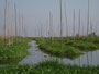 Myanmar. Der Inle-See. Hier ist die Heimat der Inthas, der "Söhne des Sees". Die schwimmenden Gärten sind ideal zum Anbau von Gemüse.