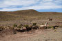 Bolivien. Fahrt ins Hochland. Lamas findet man in Höhen bis etwa 4.000 m.