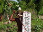 Papua Neuguinea. Provinz East New Britain. Masken-Zeremonie in Kokopo. Einmal im Jahr treffen sich die Einheimischen aus allen Provinzen, um ihre Tänze und Riten aufzuführen. Mit Hilfe der traditionellen Masken sollen die bösen Geister vertrieben werden.