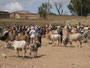 Expedition Danakil-Wüste. Die Stadt Harar. Auf dem Viehmarkt.