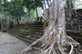 Mexico. Calakmul war zur Blütezeit eine Megastadt. Nur im Stadtzentrum lebten etwa 70.000 Menschen. Versteckt im Dschungel gelegen, finden heute nur etwa 50 Besucher pro Tag den Weg hierher. Ein echter Geheimtipp und ein besonders intensives Erlebnis.