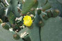 Süditalien. Insel Vulcano. Kaktusblüte. 