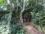 Papua Neuguinea. Provinz Madang. Wanderung zur heiligen Höhle des Dorfes.