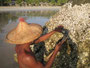 Myanmar. Ngapali Beach liegt fast unberührt an der Westküste von Myanmar direkt am Golf von Bengalen. Die kleinen Schnecken in den Muschelgehäusen sind für die Einheimischen eine Delikatesse.