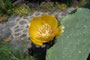 Süditalien. Insel Stromboli. Kaktusblüte.