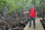 Karibikinsel Martinique.Auf der Halbinsel Caravelle wachsen üppige Mangrovenwälder. Eine Wandertour durch das Naturreservat lohnt sich zu jeder Jahreszeit.