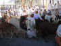 Oman. Auf dem großen Viehmarkt der Stadt Nizwa.