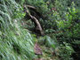 Madeira. Das immergrüne Wanderparadies.