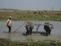 Myanmar. Fahrt nach Kyaiktiyo. Traditionelle Landwirtschaft mit Wasserbüffel.
