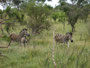 Südafrika. Spannende Pirschfahrt im Krüger Nationalpark.