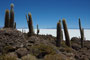Bolivien. Im Südwesten Boliviens, auf mehr als 3600 Metern Höhe, liegt der Salar de Uyuni, der größte Salzsee unserer Erde. Inmitten dieses weißen Meeres erhebt sich wie eine Fata Morgana die Insel Incahuasi mit ihren riesigen Kakteen.