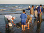 Oman. Am Strand der Küstenstadt Sohar. Einheimische beim traditionellen Fischfang.