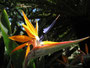 Madeira. Die Blumeninsel.