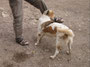 Djibouti. "Ach, der will doch nur spielen..."