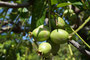 Vanuatu. Die Früchte der Natur gehören allen. Jeder kann sie kostenlos nutzen.