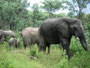 Südafrika. Spannende Pirschfahrt im Krüger Nationalpark.