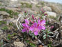Grönland. Arktische Flora. Das Weidenröschen gilt als die Nationalblume Grönlands.