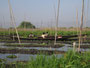 Myanmar. Der Inle-See. Hier ist die Heimat der Inthas, der "Söhne des Sees". Die schwimmenden Gärten sind ideal zum Anbau von Gemüse.
