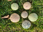 Seeigel oder Qualle