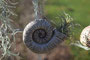 Schnecke mit echter Tilandsie