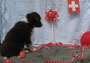 A Swiss Fotoshooting