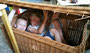 Loes-3