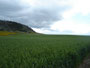 Green Wheat Fields
