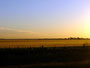 Wheat  Fields