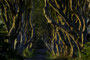 Dark Hedges