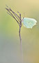 Der Zitronenfalter (Gonepteryx rhamni) 