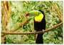 Fisher Toucan
