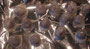 Recette des Cerises alcool enrobées chocolat 