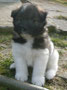 6 Wochen