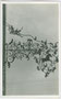 Wirtsschild vom Gasthof „Weisses Rössl“ in Kaltern, Marktplatz 11. Gelatinesilberabzug 9 x 14 cm; Impressum: A(lfred). Stockhammer Hall in Tirol 1926.  Inv-Nr. vu914gs00240