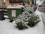 Christbaumentsorgung in Wörgl, Christian-Plattner-Straße. Digitalphoto; © Johann G. Mairhofer 2011.  Inv.-Nr. DSC00283