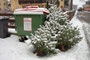 Entsorgung von abgeräumten Weihnachtsbäumen durch das Stadtamt von Wörgl, Bzk. Kufstein, Tirol; hier in der Christian-Plattner-Straße. Digitalphoto; © Johann G. Mairhofer 2011.  Inv.-Nr. 1DSC00283