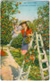 "Cote d'Azur - La Couillette des Oranges". Orangenernte wohl in Menton an der Französischen Riviera. Photochromdruck 9 x 14 cm; Edit(ion). d'Art Rostan & Munier, 19 - rue Marceau, Nice (Nizza) um 1920.  Inv.-Nr. vu914pcd00059
