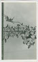 Wirtsschild vom Gasthof WEISSES RÖSSL in Kaltern. Gelatinesilberabzug 9 x 14 cm; Impressum: A(lfred). Stockhammer Hall in Tirol 1926.  Inv-Nr. vu914gs00240