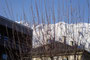 Palmweiden im Park des Palais Ferrari d'Occhieppo - heute "Ferrarischule Innsbruck" - in Dreiheiligen, Stadtgemeinde Innsbruck, Tirol. Digitalphoto; © Johann G. Mairhofer 2012.  Inv.-Nr. 1DSC02727