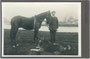 Besitzer oder Trainer und Reitpferd mit angelegtem Hilfszügel am Innufer bei Kufstein, Tirol. Gelatinesilberabzug auf Untersatzkarten 11,6 x 16,8 cm; Impressum: Anton Karg, Unterer Stadtplatz 13, Kufstein um 1915.  Inv.-Nr. vuCAB-00147