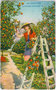 "Cote d'Azur - La Couillette des Oranges". Orangenernte an der Französischen Riviera. Photochromdruck 9 x 14 cm; Edit(ion). d'Art Rostan & Munier, 19 - rue Marceau, Nice / Nizza um 1920.  Inv.-Nr. vu914pcd00059