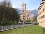 Grünstreifen der Wohnhausanlage Sebastian-Scheel-Straße 25 am Sillufer und die Sillbrücke im Saggen, Stadtgemeinde Innsbruck von Nordosten. Digitalphoto; © Johann G. Mairhofer 2012.  Inv.-Nr. 1DSC03084